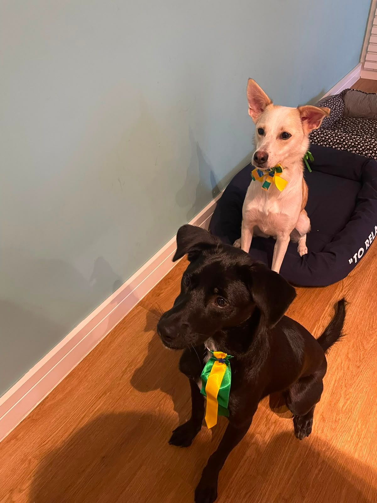 Dos perros recuperados