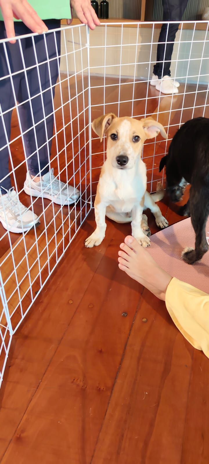 Cachorro en zona protegida
