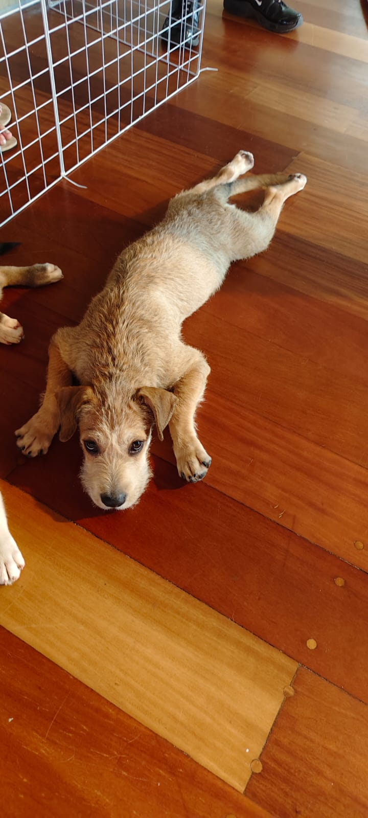 Cachorro delgado y triste